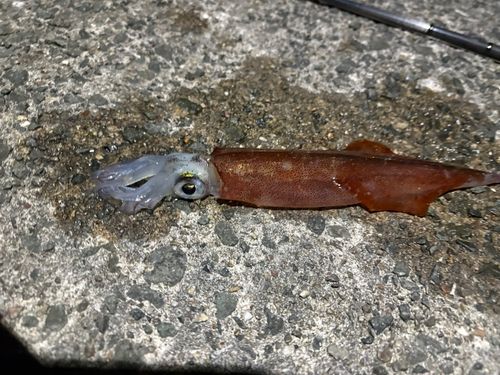 ヤリイカの釣果