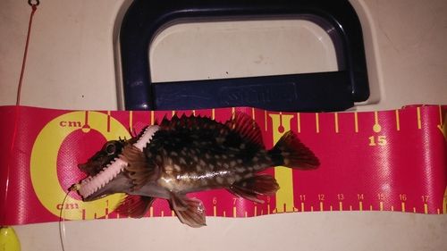 常滑りんくう釣り護岸