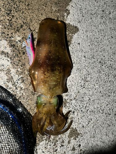 アオリイカの釣果