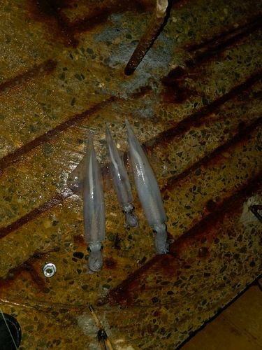 ヤリイカの釣果