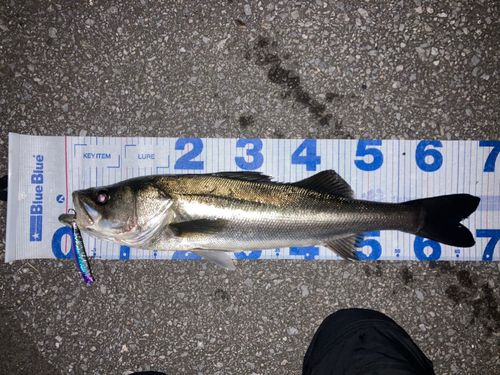 スズキの釣果
