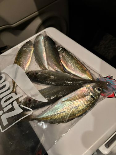 マアジの釣果