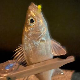 セイゴ（マルスズキ）