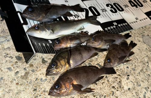 神戸空港親水護岸