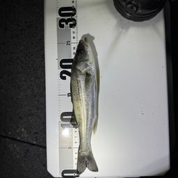 セイゴ（ヒラスズキ）