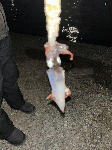 内浦湾（沼津）