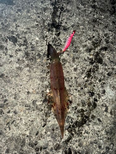 ケンサキイカの釣果