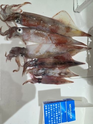 ヤリイカの釣果