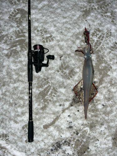 ヤリイカの釣果