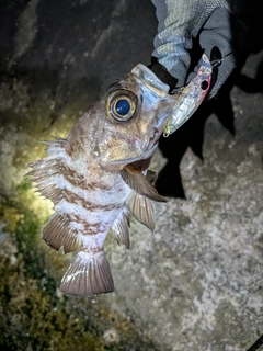 メバルの釣果
