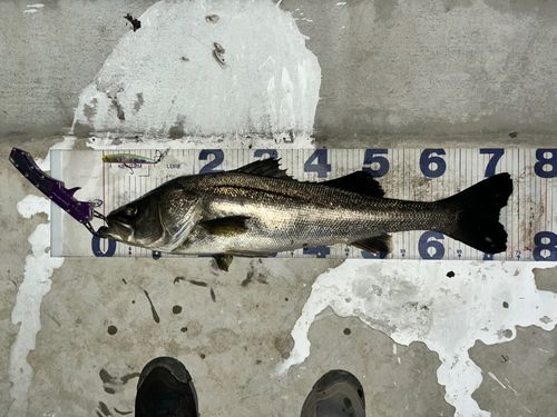 シーバスの釣果