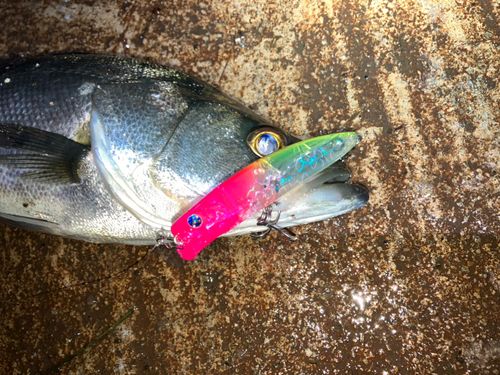 セイゴ（マルスズキ）の釣果