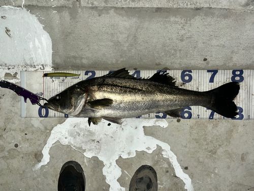 シーバスの釣果