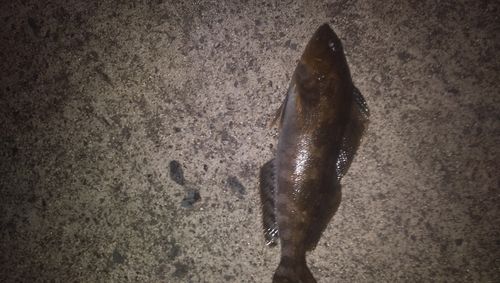 アイナメの釣果