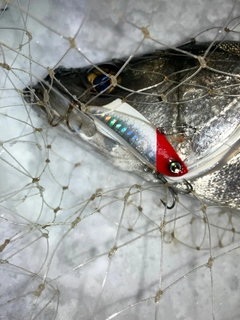 セイゴ（マルスズキ）の釣果
