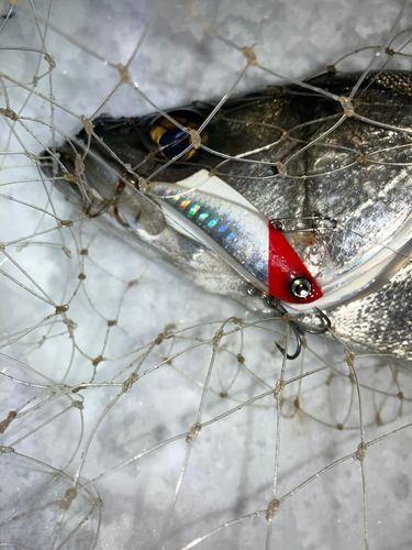 セイゴ（マルスズキ）の釣果