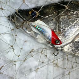 セイゴ（マルスズキ）