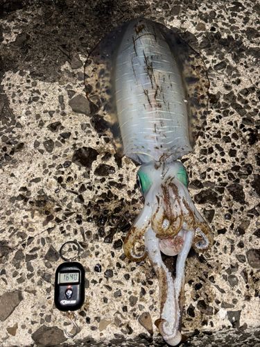 アオリイカの釣果