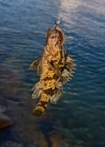 泉佐野食品コンビナート