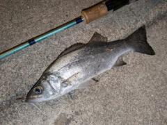 セイゴ（ヒラスズキ）の釣果