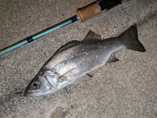 セイゴ（ヒラスズキ）の釣果