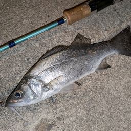 セイゴ（ヒラスズキ）