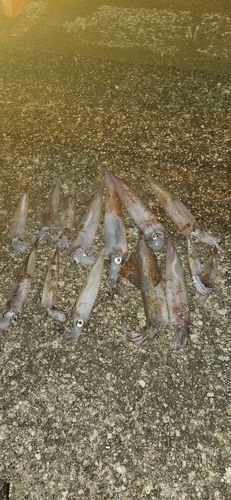 ヤリイカの釣果