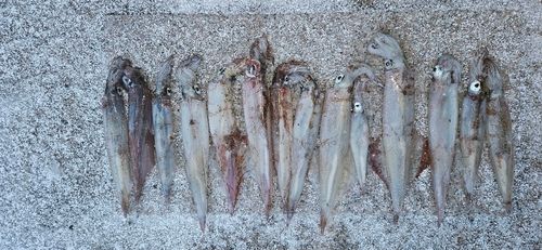 ヤリイカの釣果