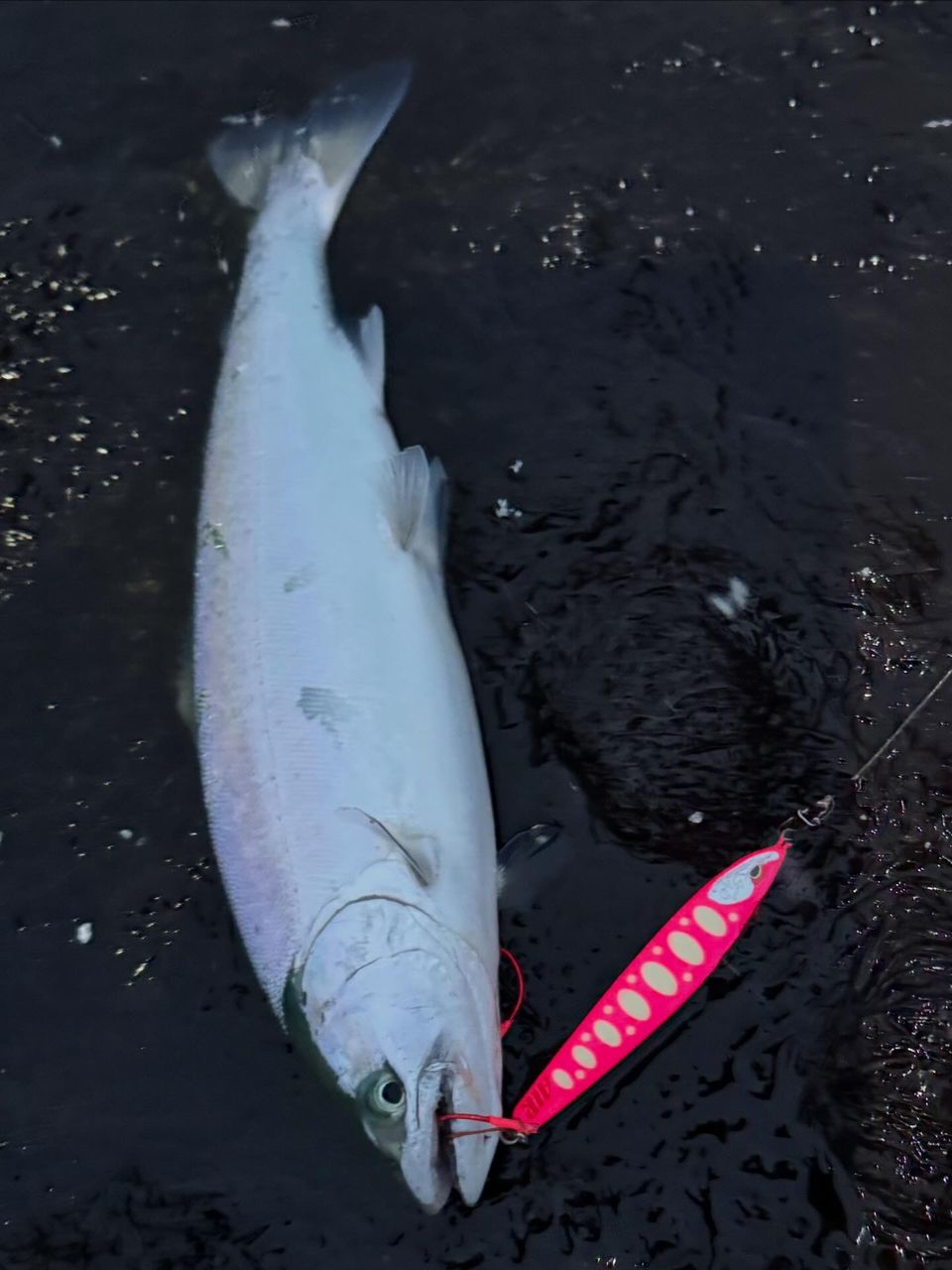 SHIMANO 20ツインパワー C3000XGの最安値・インプレ・釣果 | 本音の