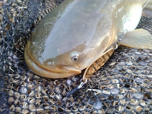 マナマズの釣果