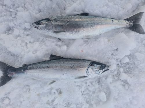 サクラマスの釣果