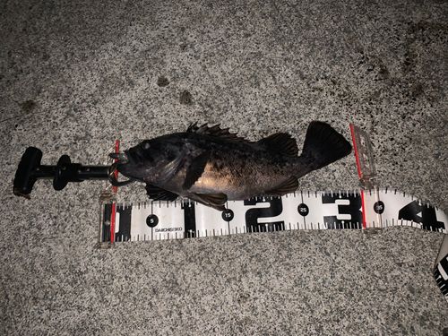 クロソイの釣果