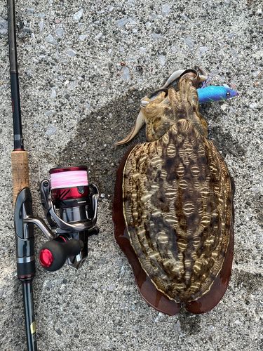 コウイカの釣果
