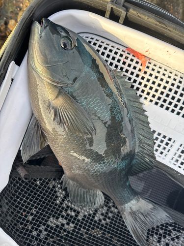 クチブトグレの釣果