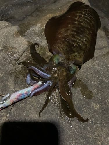 アオリイカの釣果
