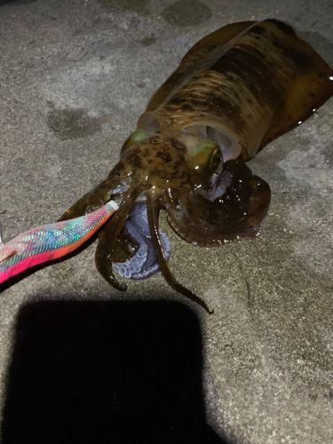 アオリイカの釣果