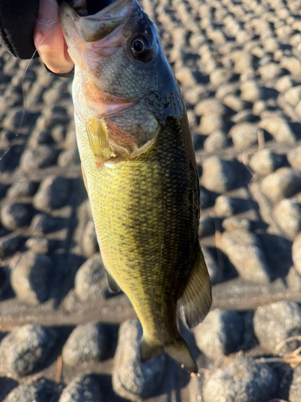 ラージマウスバス