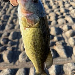 ラージマウスバス