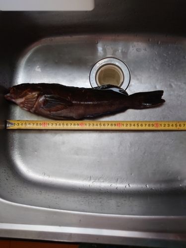 アイナメの釣果