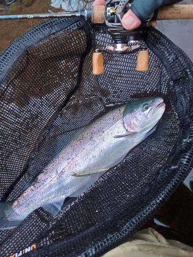 ニジマスの釣果