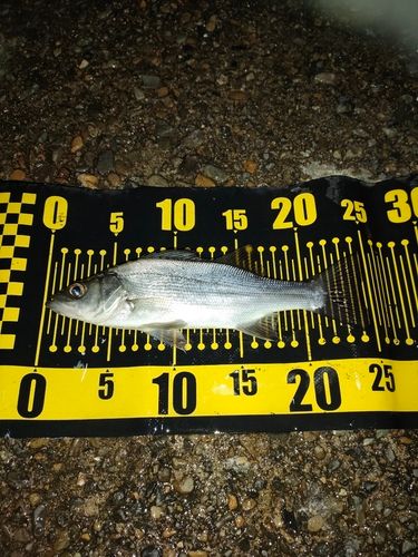 セイゴ（マルスズキ）の釣果