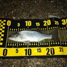 セイゴ（マルスズキ）