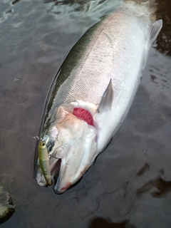 ニジマスの釣果