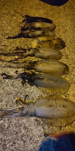 イカの釣果