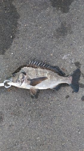 チヌの釣果