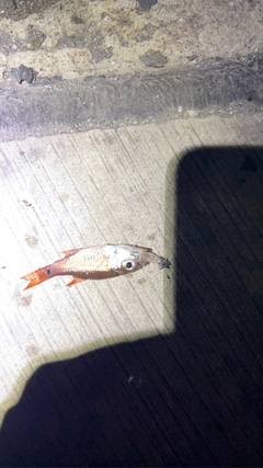ネンブツダイの釣果