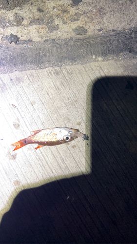 ネンブツダイの釣果