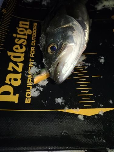 セイゴ（マルスズキ）の釣果