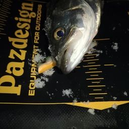 セイゴ（マルスズキ）