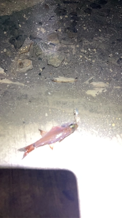 ネンブツダイの釣果
